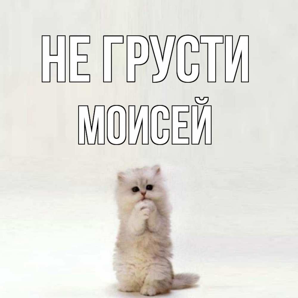 Открытка на каждый день с именем, Моисей Не грусти грустный кот Прикольная открытка с пожеланием онлайн скачать бесплатно 