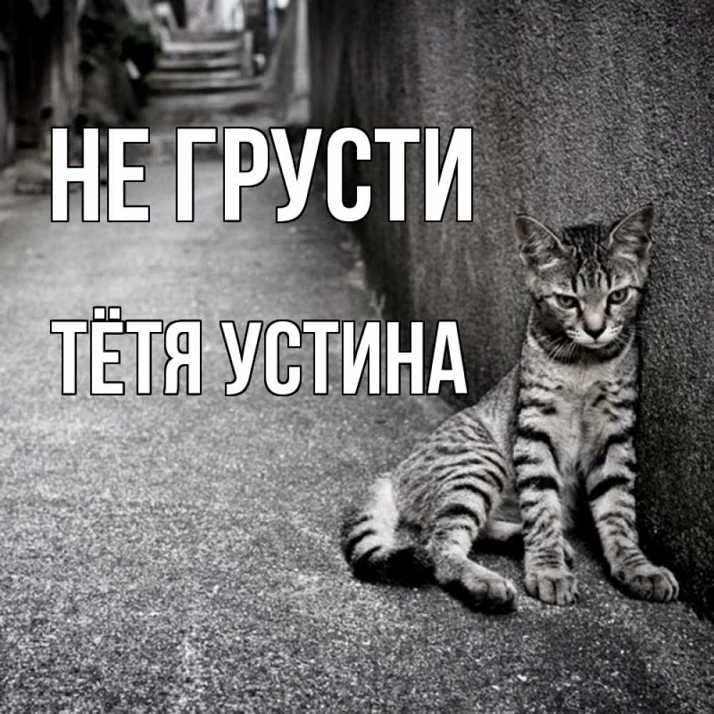 Открытка на каждый день с именем, Тётя-Устина Не грусти скучающий котик Прикольная открытка с пожеланием онлайн скачать бесплатно 