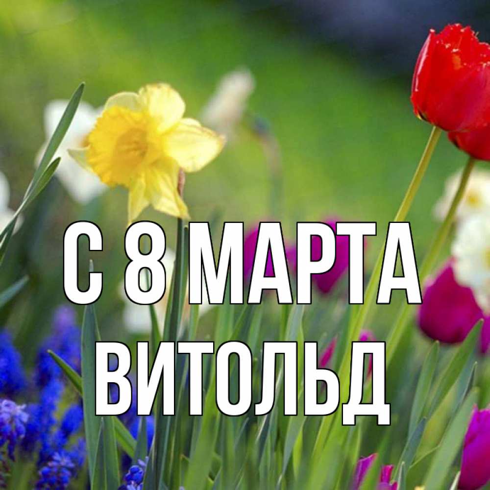 Открытка на каждый день с именем, Витольд С 8 МАРТА международный женский день 3 Прикольная открытка с пожеланием онлайн скачать бесплатно 