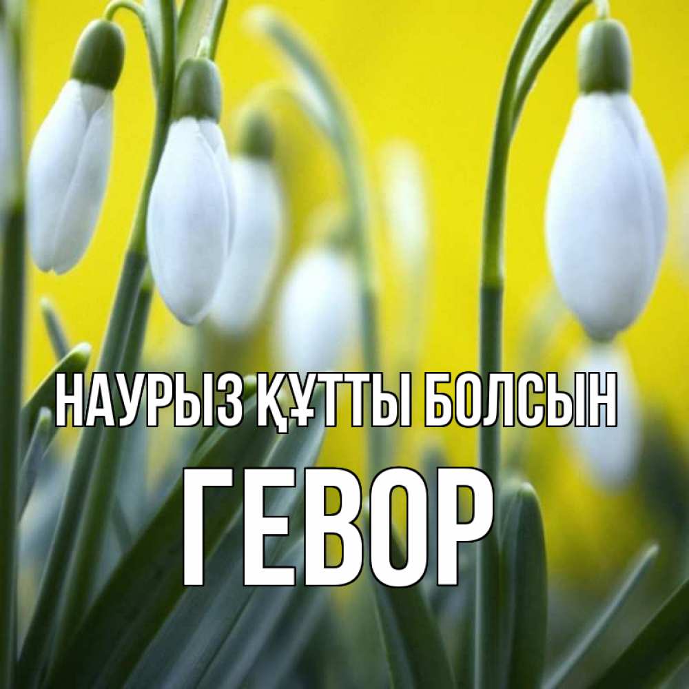 Открытка на каждый день с именем, Гевор Наурыз құтты болсын весенние цветы Прикольная открытка с пожеланием онлайн скачать бесплатно 