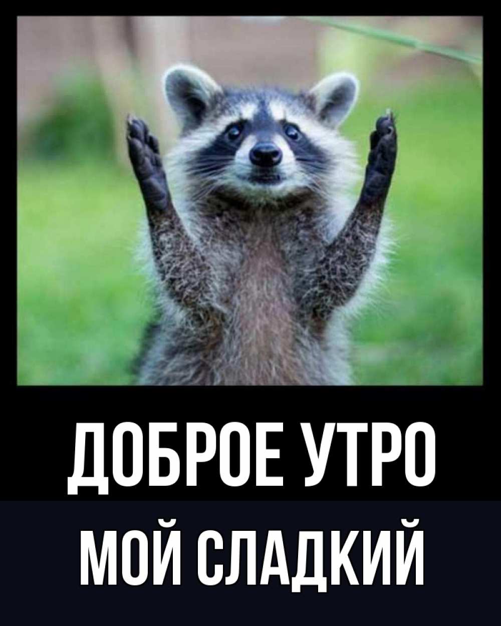 Открытка на каждый день с именем, Мой-сладкий Доброе утро хорошее настроение утречком Прикольная открытка с пожеланием онлайн скачать бесплатно 