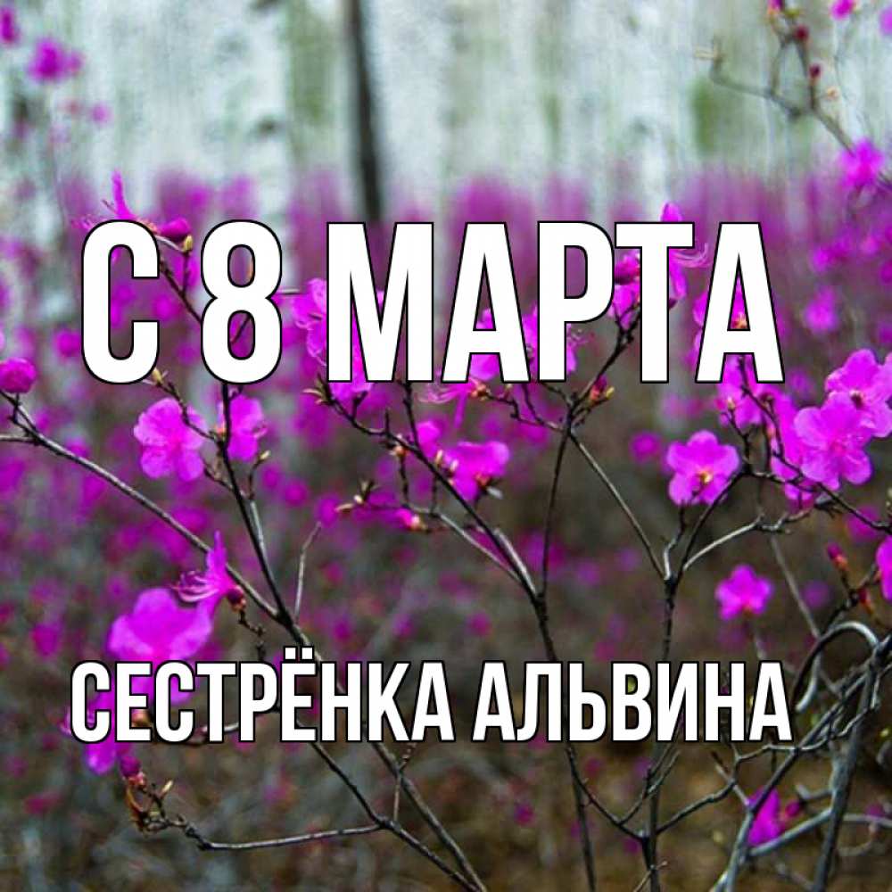 Открытка на каждый день с именем, Сестрёнка-Альвина С 8 МАРТА дикие цветы Прикольная открытка с пожеланием онлайн скачать бесплатно 