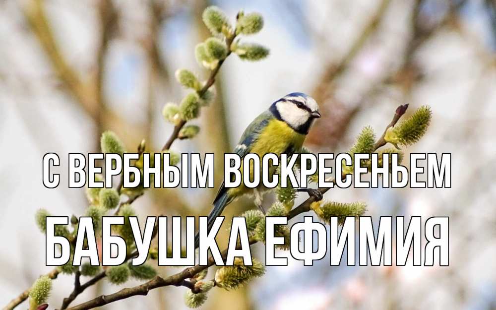 Открытка на каждый день с именем, Бабушка-Ефимия С вербным воскресеньем верба Прикольная открытка с пожеланием онлайн скачать бесплатно 