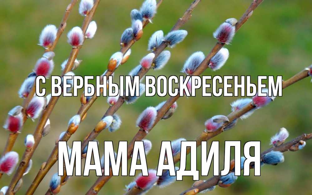Открытка на каждый день с именем, Мама-Адиля С вербным воскресеньем верба Прикольная открытка с пожеланием онлайн скачать бесплатно 