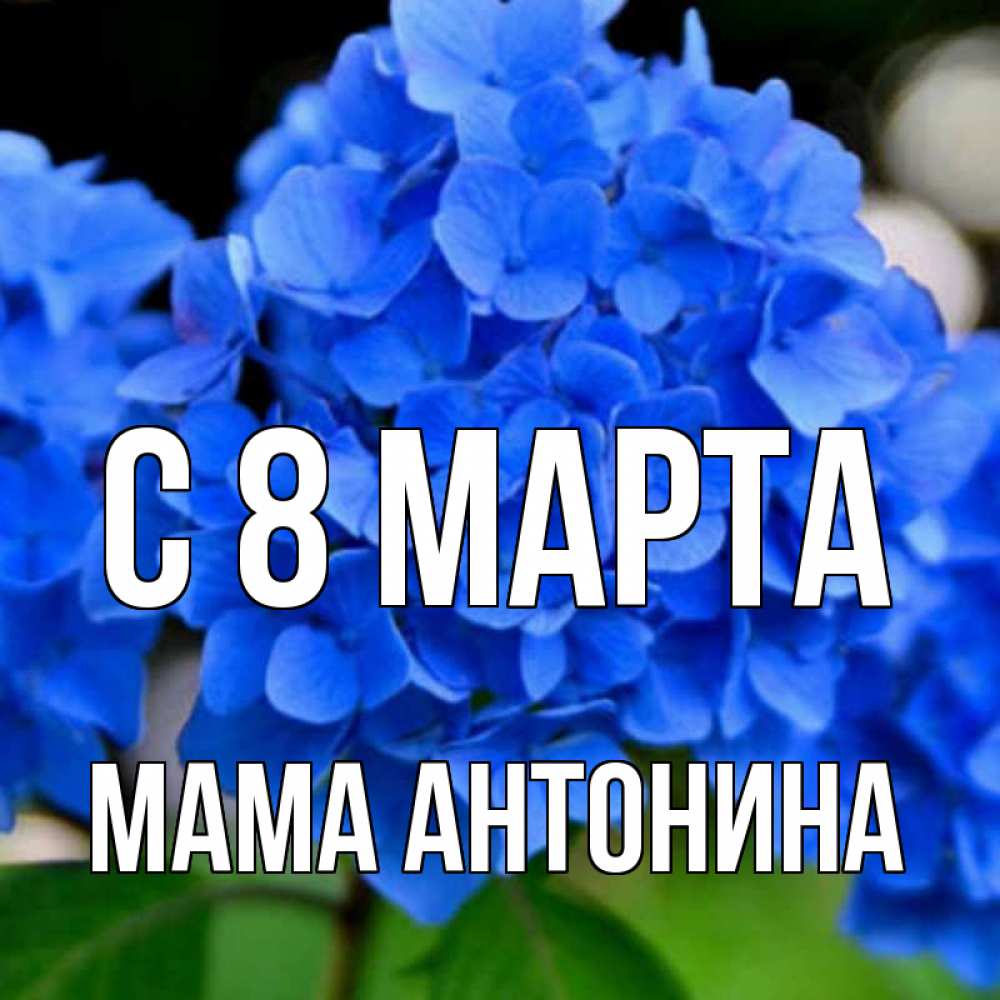 Открытка на каждый день с именем, Мама-Антонина С 8 МАРТА синие цветы Прикольная открытка с пожеланием онлайн скачать бесплатно 