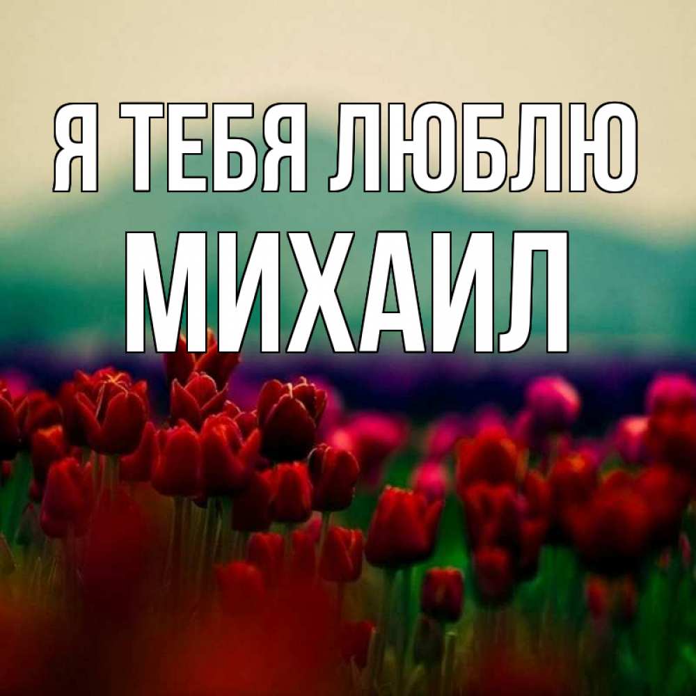 Открытка на каждый день с именем, Михаил Я тебя люблю тюльпаны 4 Прикольная открытка с пожеланием онлайн скачать бесплатно 