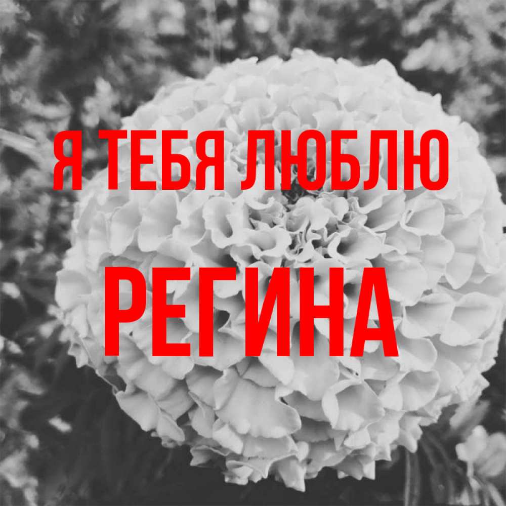Открытка на каждый день с именем, Регина Я тебя люблю подпись Прикольная открытка с пожеланием онлайн скачать бесплатно 