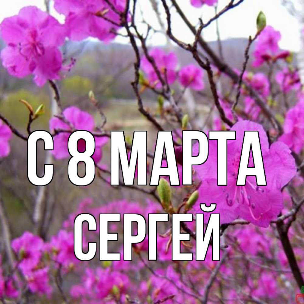 Открытка на каждый день с именем, Сергей С 8 МАРТА международный женский день Прикольная открытка с пожеланием онлайн скачать бесплатно 