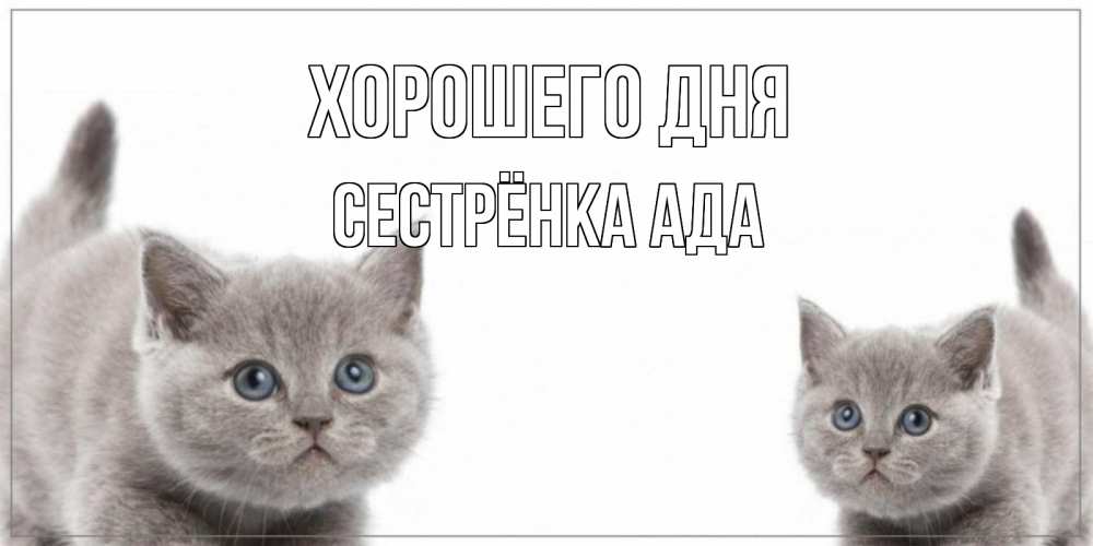 Открытка на каждый день с именем, Сестрёнка-Ада Хорошего дня открытка с котами Прикольная открытка с пожеланием онлайн скачать бесплатно 