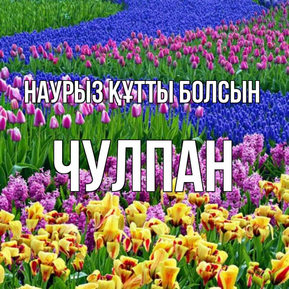 Открытка на каждый день с именем, Чулпан Наурыз құтты болсын цветы Прикольная открытка с пожеланием онлайн скачать бесплатно 