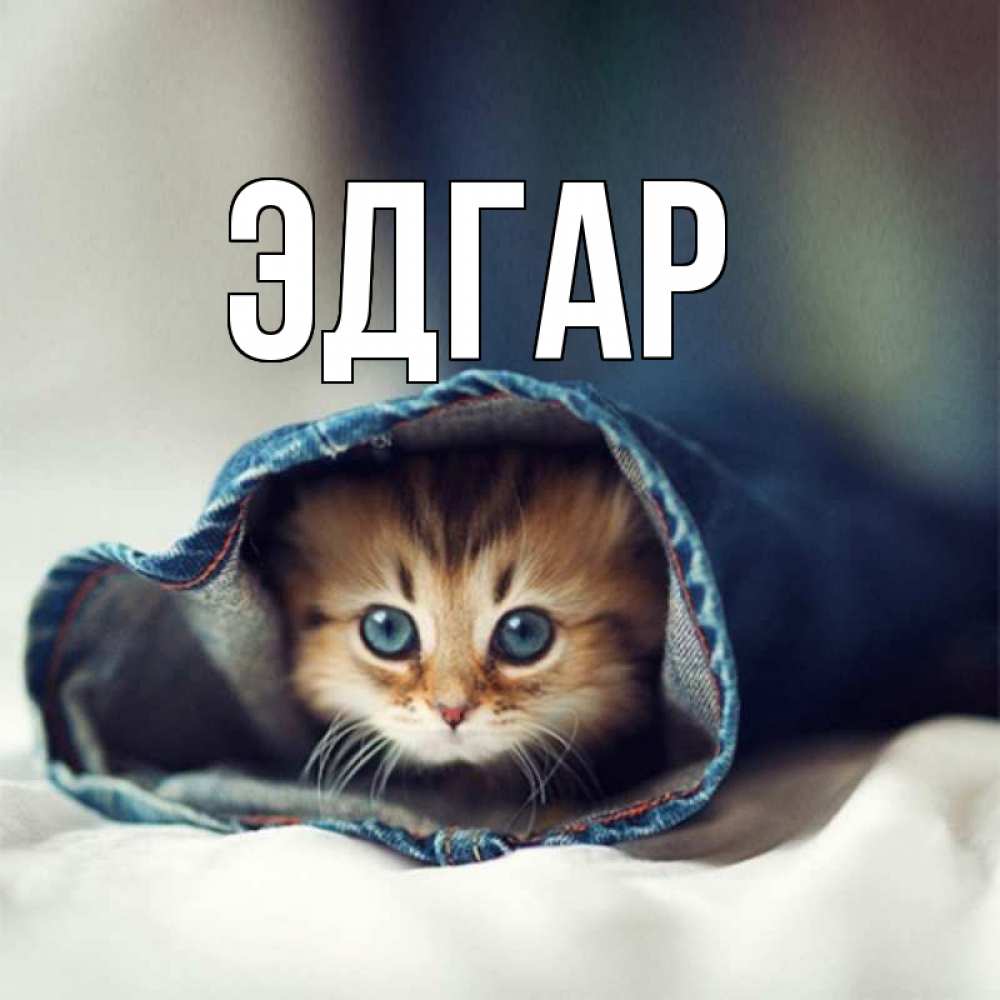 Открытка на каждый день с именем, Эдгар Главная рыжик котик Прикольная открытка с пожеланием онлайн скачать бесплатно 