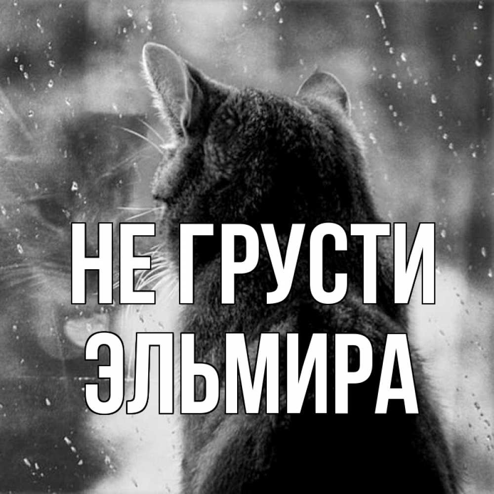 Открытка на каждый день с именем, Эльмира Не грусти отражение кота 1 Прикольная открытка с пожеланием онлайн скачать бесплатно 