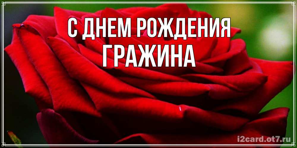 Открытка на каждый день с именем, Гражина С днем рождения розочка очень красивая Прикольная открытка с пожеланием онлайн скачать бесплатно 