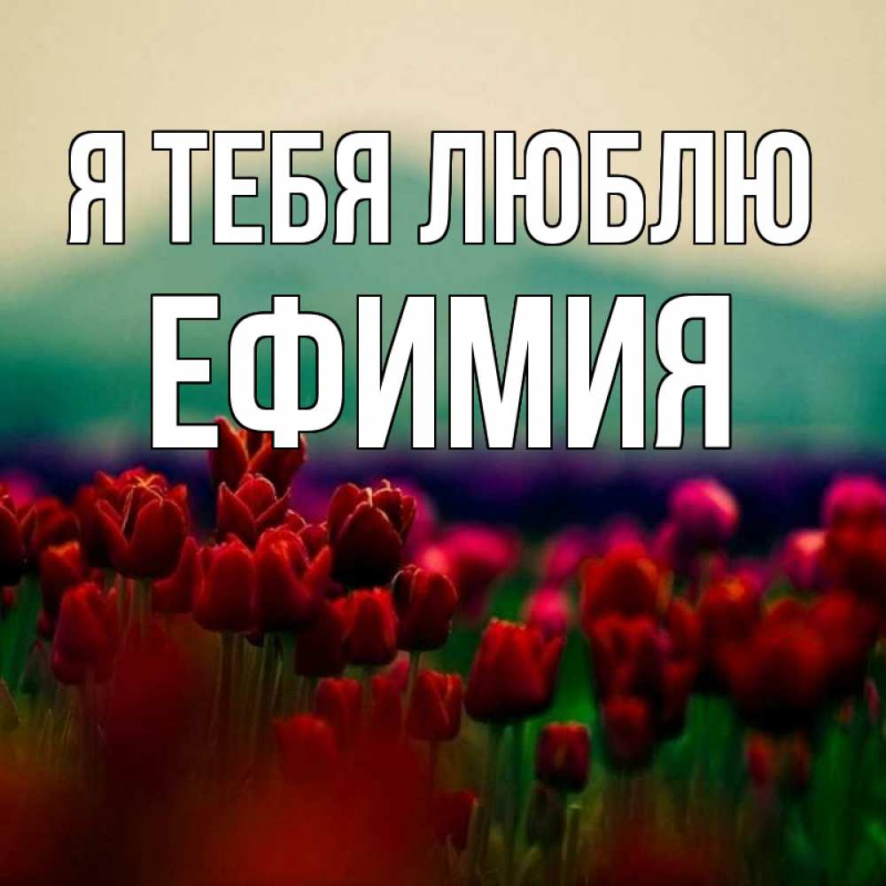 Открытка на каждый день с именем, Ефимия Я тебя люблю тюльпаны 4 Прикольная открытка с пожеланием онлайн скачать бесплатно 