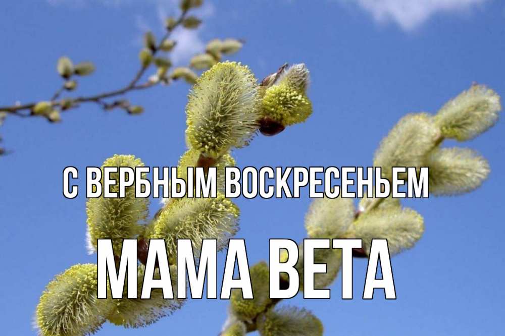 Открытка на каждый день с именем, Мама-Вета С вербным воскресеньем верба Прикольная открытка с пожеланием онлайн скачать бесплатно 