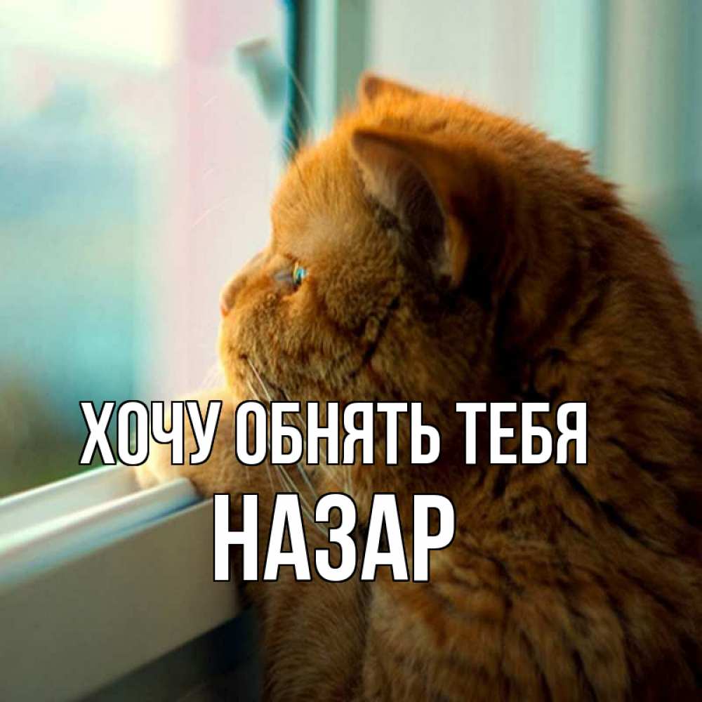 Открытка на каждый день с именем, Назар Хочу обнять тебя большой огромный рыжий котяра Прикольная открытка с пожеланием онлайн скачать бесплатно 