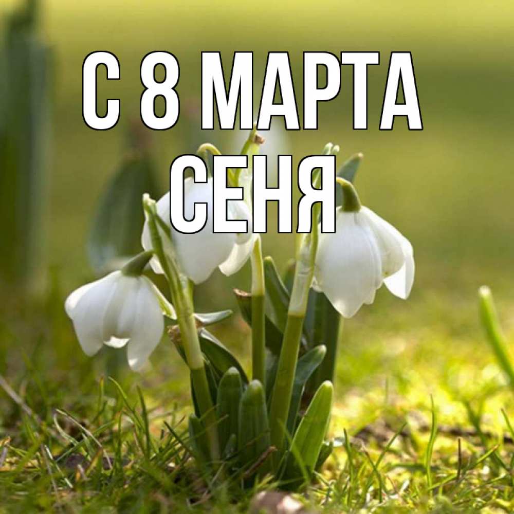 Открытка на каждый день с именем, Сеня С 8 марта ранние цветы 2 Прикольная открытка с пожеланием онлайн скачать бесплатно 