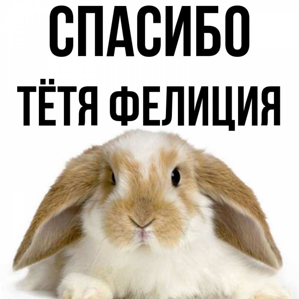 Открытка на каждый день с именем, Тётя-Фелиция Спасибо коричнево белый заяц Прикольная открытка с пожеланием онлайн скачать бесплатно 