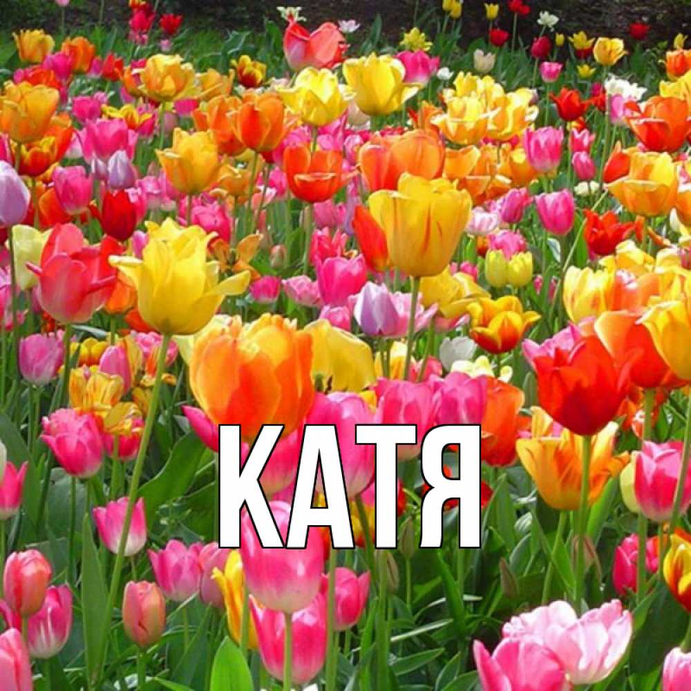 Открытка на каждый день с именем, Катя Главная на международный женский день Прикольная открытка с пожеланием онлайн скачать бесплатно 