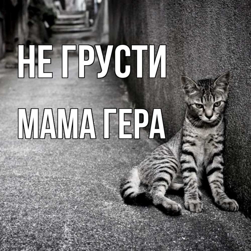 Открытка на каждый день с именем, Мама-Гера Не грусти скучающий котик Прикольная открытка с пожеланием онлайн скачать бесплатно 