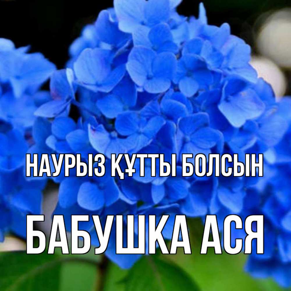 Открытка на каждый день с именем, Бабушка-Ася Наурыз құтты болсын синие цветы Прикольная открытка с пожеланием онлайн скачать бесплатно 