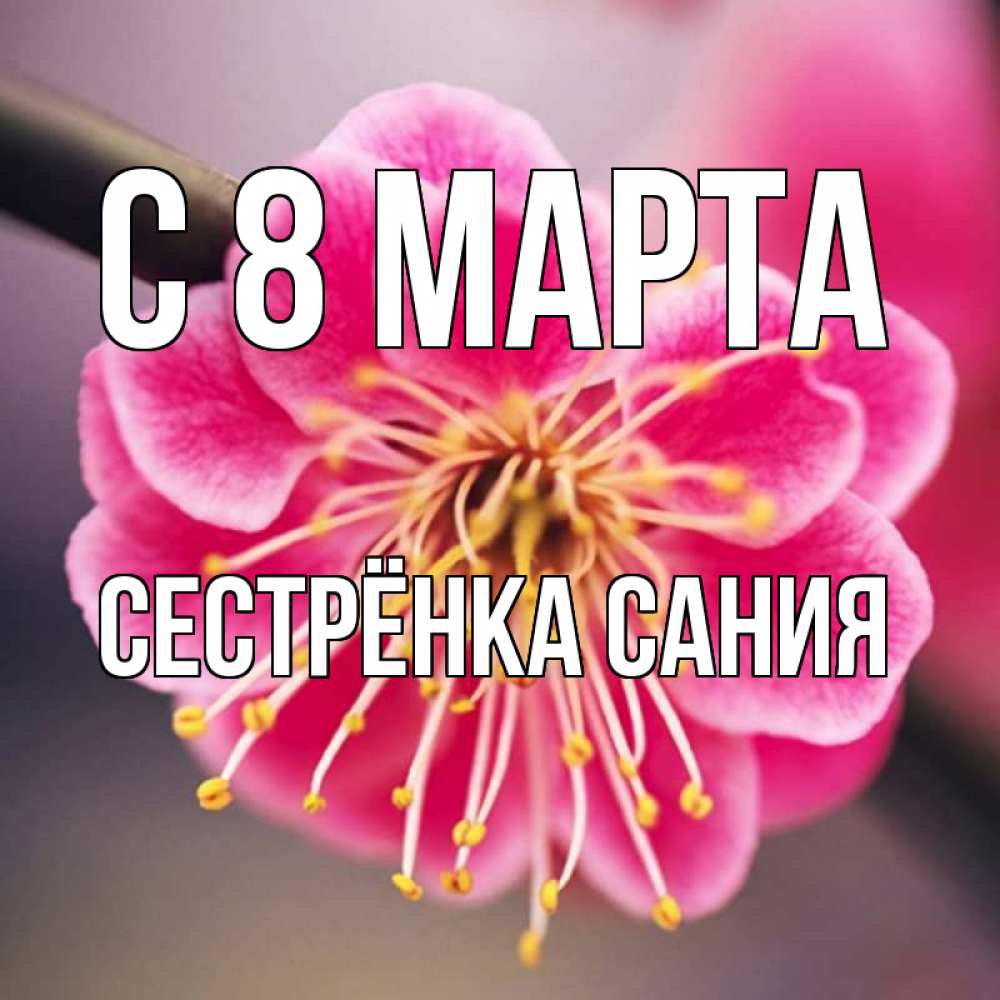 Открытка на каждый день с именем, Сестрёнка-Сания С 8 марта цветы Прикольная открытка с пожеланием онлайн скачать бесплатно 