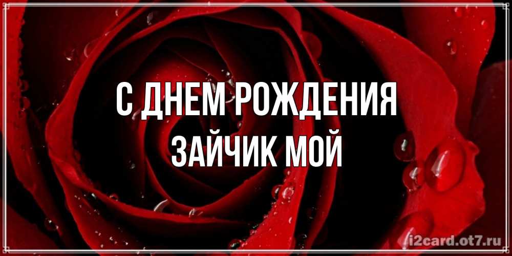 Открытка на каждый день с именем, Зайчик-мой С днем рождения крупная бордовая роза Прикольная открытка с пожеланием онлайн скачать бесплатно 