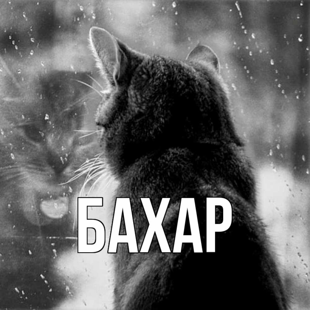 Картинка  с именем , Бахар