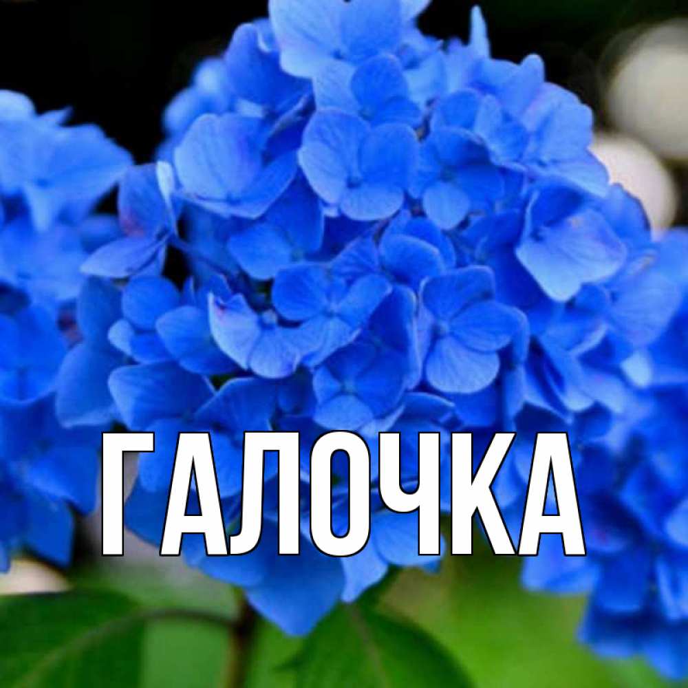 Открытка на каждый день с именем, Галочка Главная синие цветы Прикольная открытка с пожеланием онлайн скачать бесплатно 