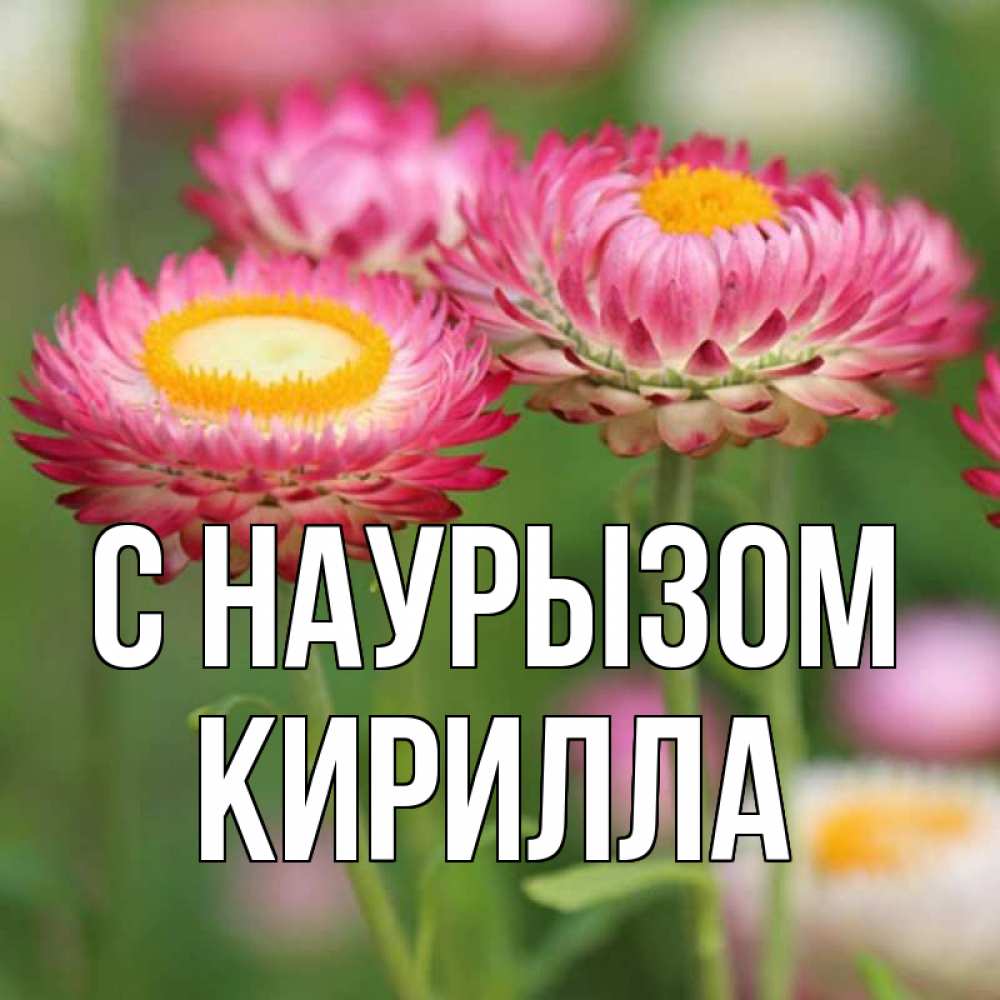 Открытка на каждый день с именем, Кирилла С наурызом подарок на международный женский день Прикольная открытка с пожеланием онлайн скачать бесплатно 