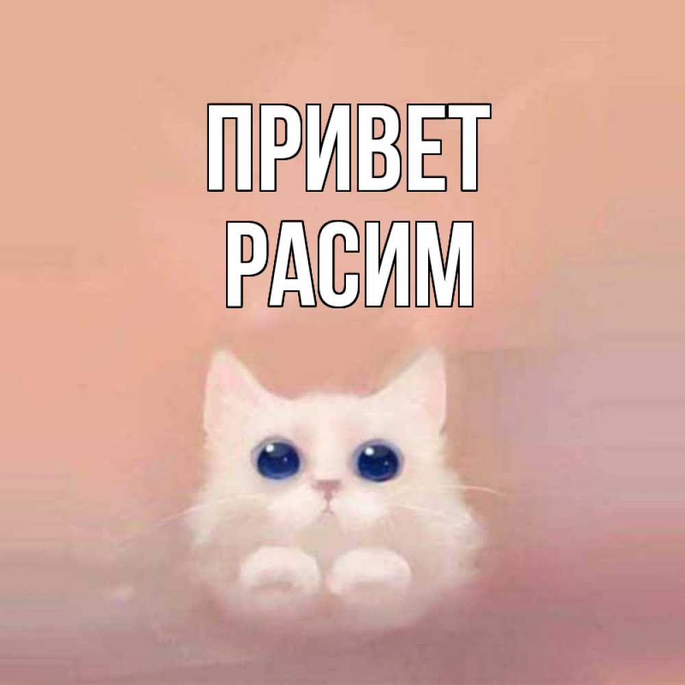 Открытка на каждый день с именем, Расим Привет котик белый в полете Прикольная открытка с пожеланием онлайн скачать бесплатно 