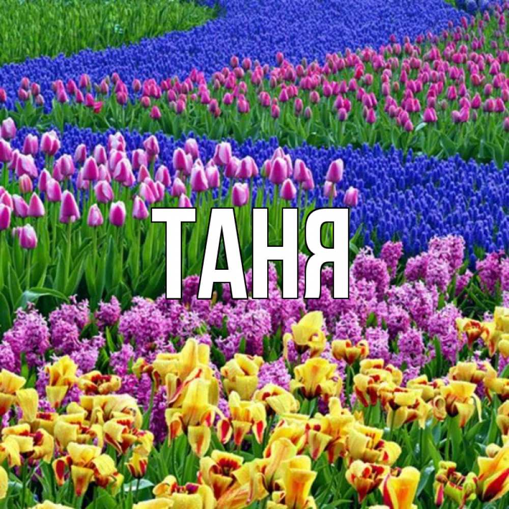 Открытка на каждый день с именем, Таня Главная цветы Прикольная открытка с пожеланием онлайн скачать бесплатно 