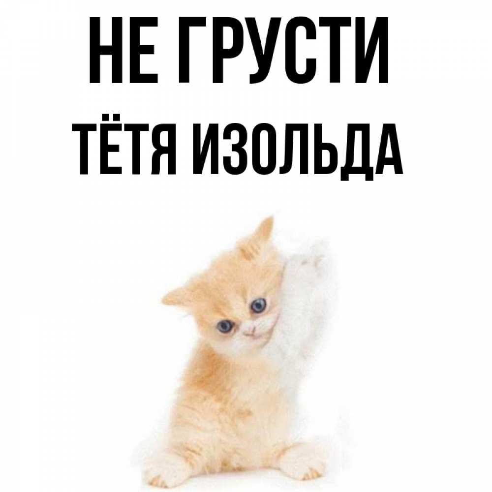 Открытка на каждый день с именем, Тётя-Изольда Не грусти просящий кот Прикольная открытка с пожеланием онлайн скачать бесплатно 