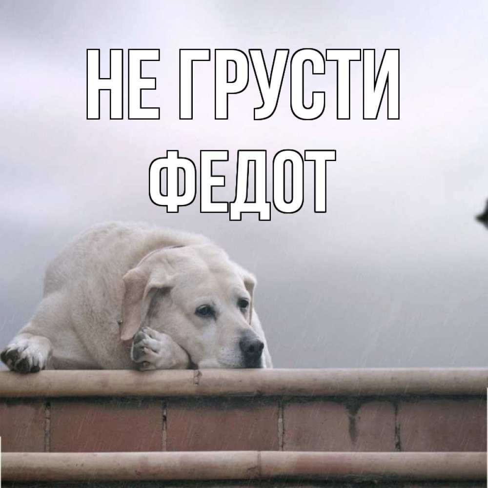 Открытка на каждый день с именем, Федот Не грусти белый пес 1 Прикольная открытка с пожеланием онлайн скачать бесплатно 