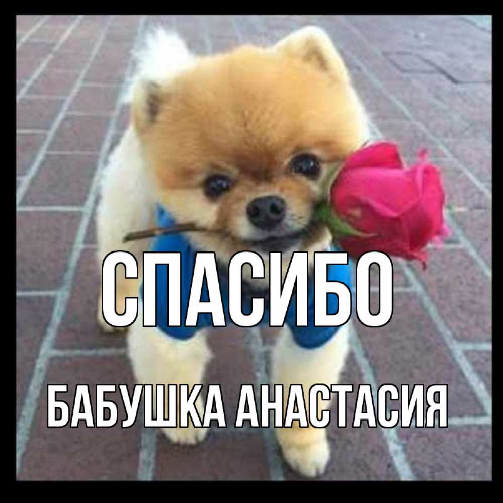 Открытка на каждый день с именем, Бабушка-Анастасия Спасибо спасибо и дарю тебе цветок Прикольная открытка с пожеланием онлайн скачать бесплатно 