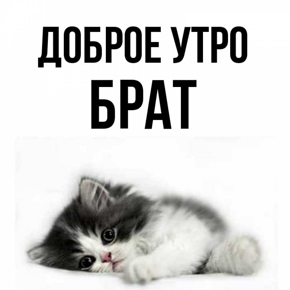 Открытка на каждый день с именем, Брат Доброе утро кот лапки Прикольная открытка с пожеланием онлайн скачать бесплатно 