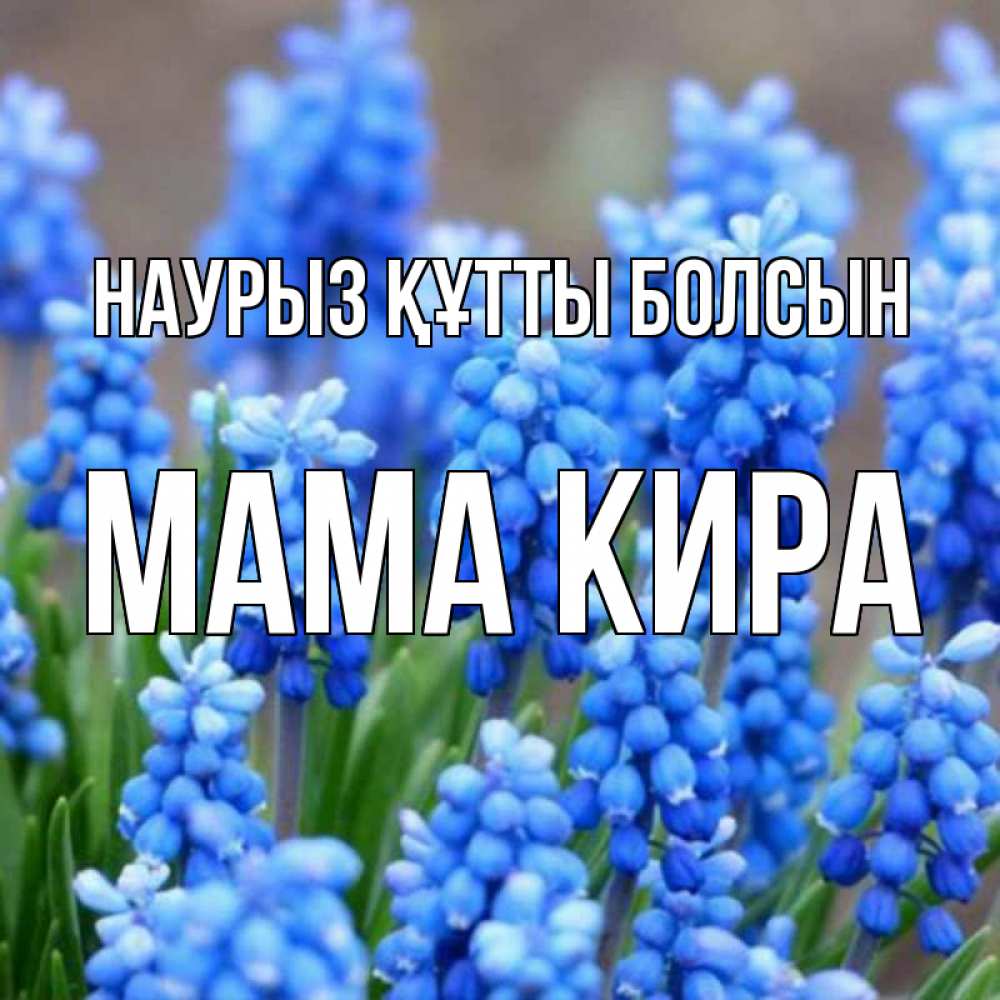 Открытка на каждый день с именем, Мама-Кира Наурыз құтты болсын Поздравительная открытка для женщин с цветами на праздничную дату Прикольная открытка с пожеланием онлайн скачать бесплатно 