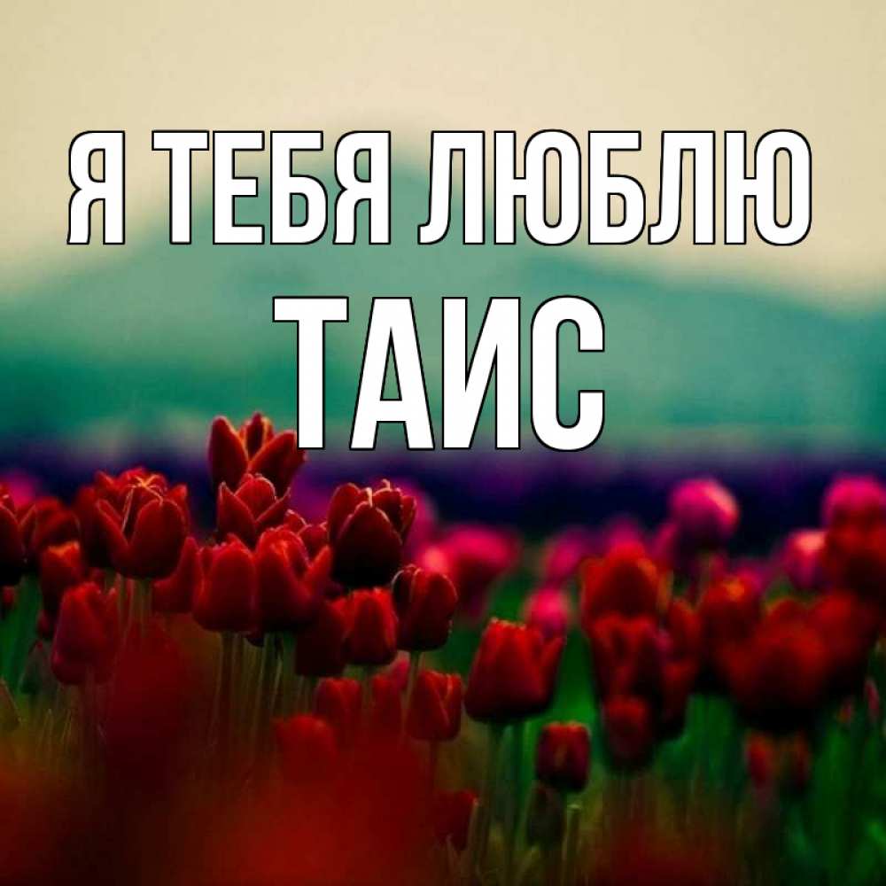 Открытка на каждый день с именем, Таис Я тебя люблю тюльпаны 4 Прикольная открытка с пожеланием онлайн скачать бесплатно 