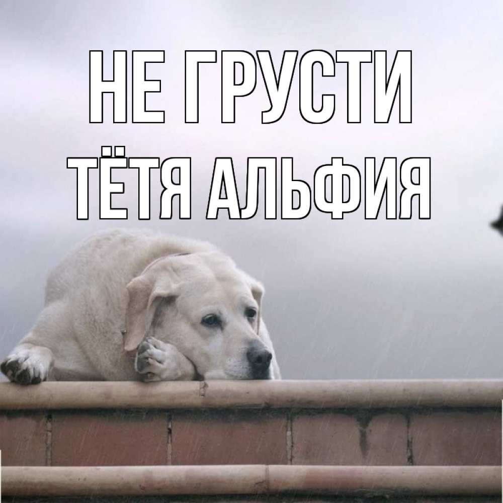 Открытка на каждый день с именем, Тётя-Альфия Не грусти белый пес 1 Прикольная открытка с пожеланием онлайн скачать бесплатно 