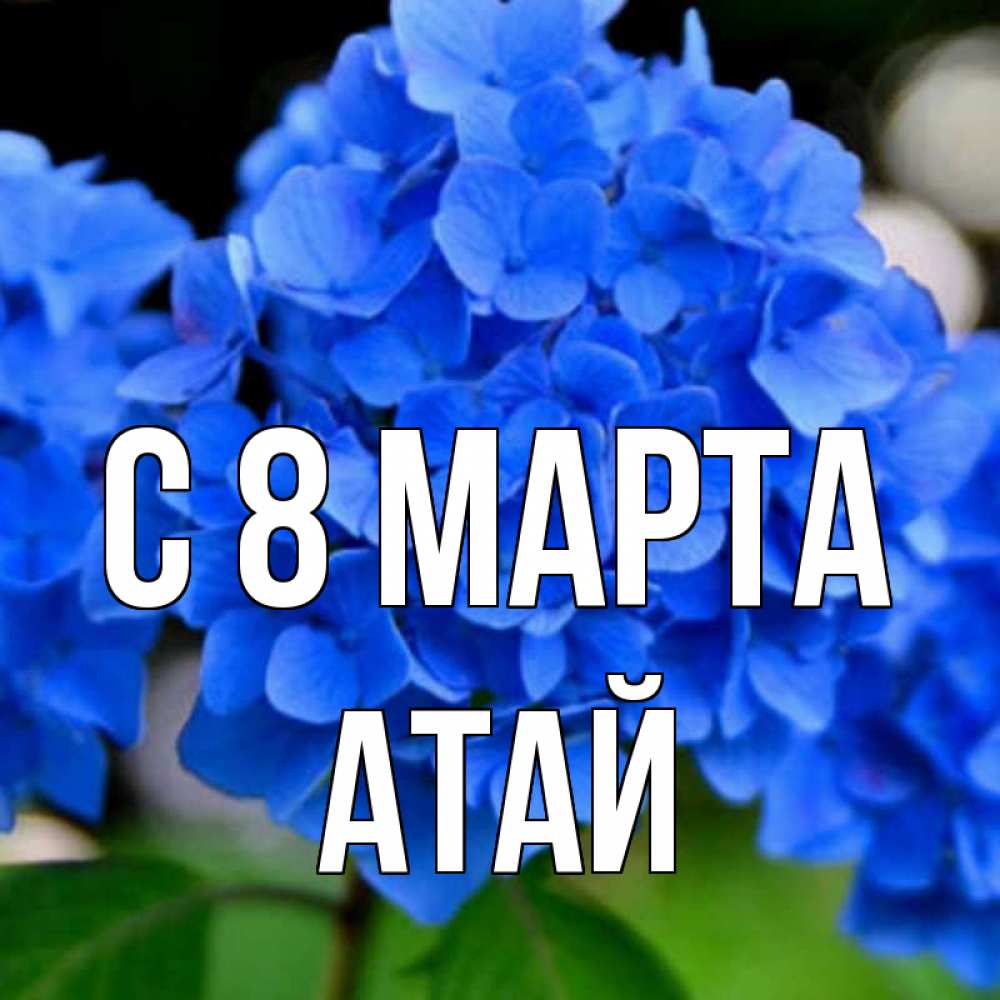 Открытка на каждый день с именем, Атай С 8 марта синие цветы Прикольная открытка с пожеланием онлайн скачать бесплатно 
