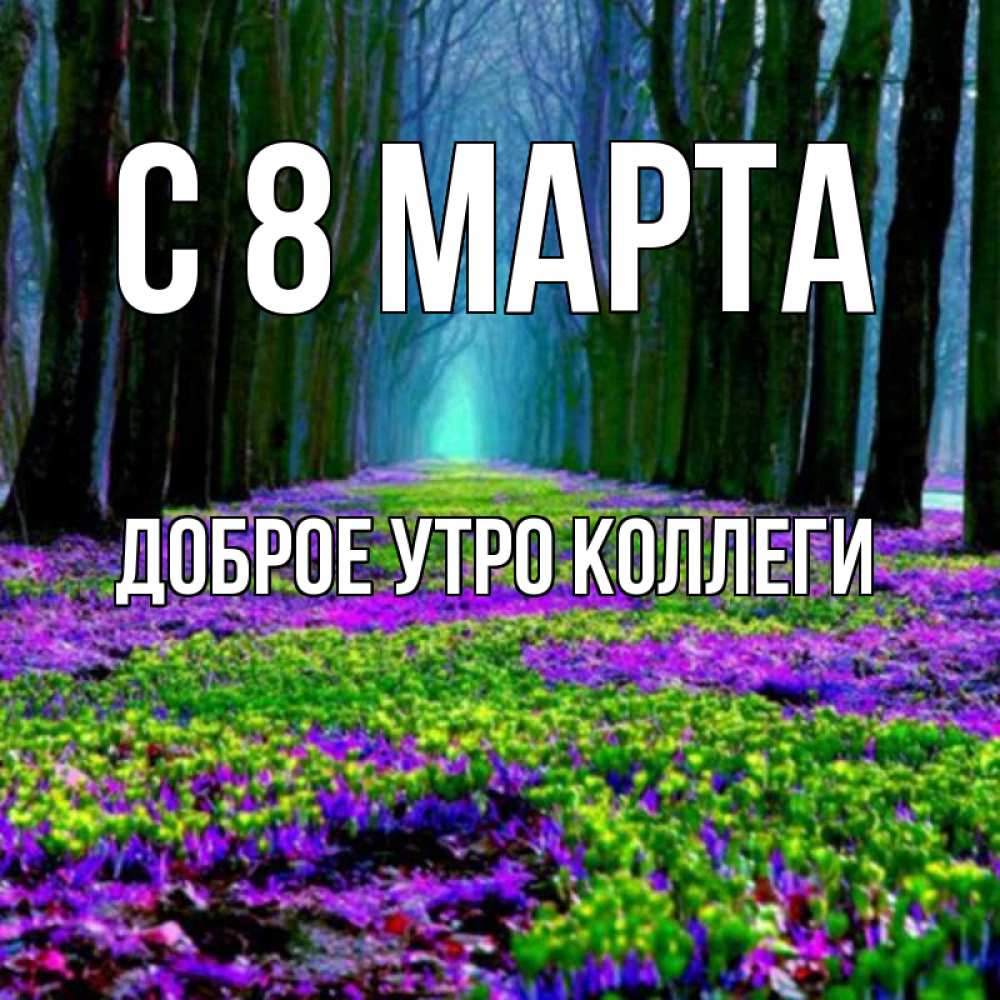 Открытка на каждый день с именем, Доброе-утро-Коллеги С 8 марта фиолетовые цветы в лесу 1 Прикольная открытка с пожеланием онлайн скачать бесплатно 
