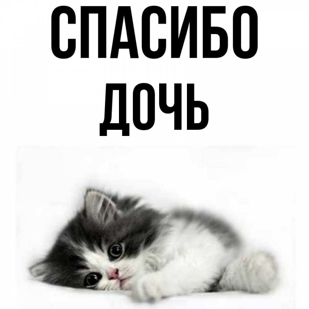 Открытка на каждый день с именем, Дочь Спасибо черный и белый кот Прикольная открытка с пожеланием онлайн скачать бесплатно 