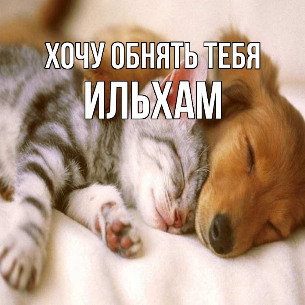 Открытка на каждый день с именем, Ильхам Хочу обнять тебя пес и котенок Прикольная открытка с пожеланием онлайн скачать бесплатно 