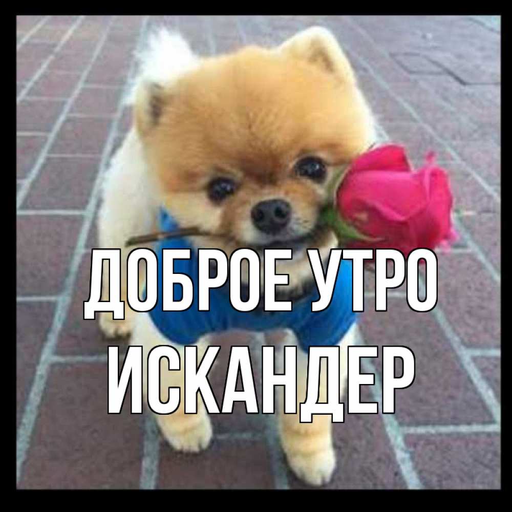 Открытка на каждый день с именем, Искандер Доброе утро роза в зубах Прикольная открытка с пожеланием онлайн скачать бесплатно 