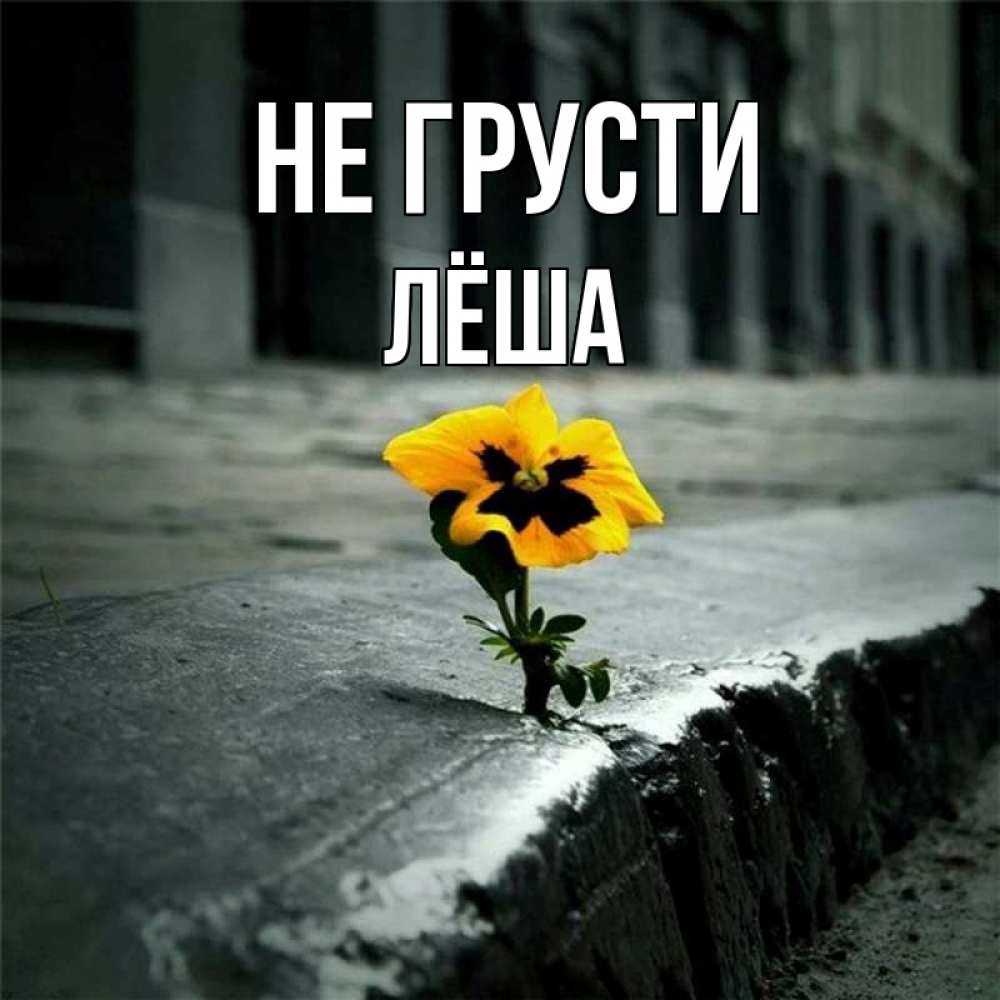 Открытка на каждый день с именем, Лёша Не грусти не сдавайся Прикольная открытка с пожеланием онлайн скачать бесплатно 