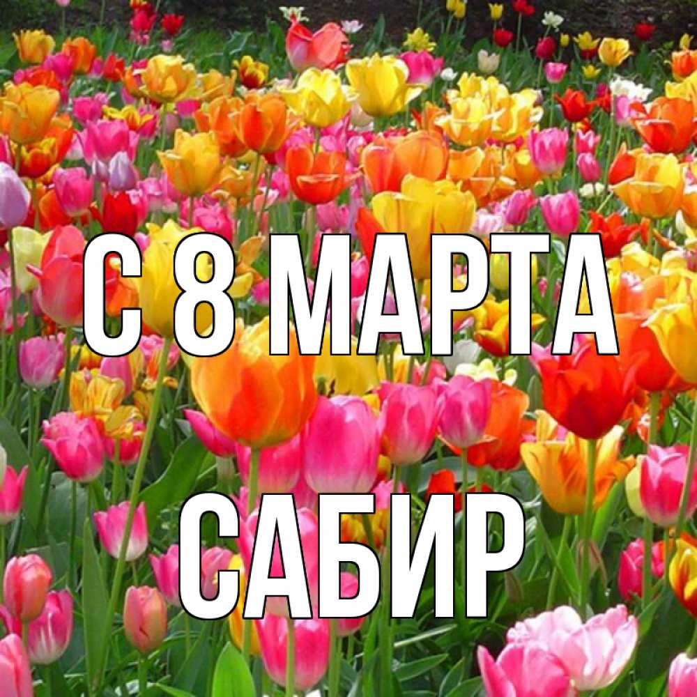 Открытка на каждый день с именем, Сабир С 8 МАРТА на международный женский день Прикольная открытка с пожеланием онлайн скачать бесплатно 