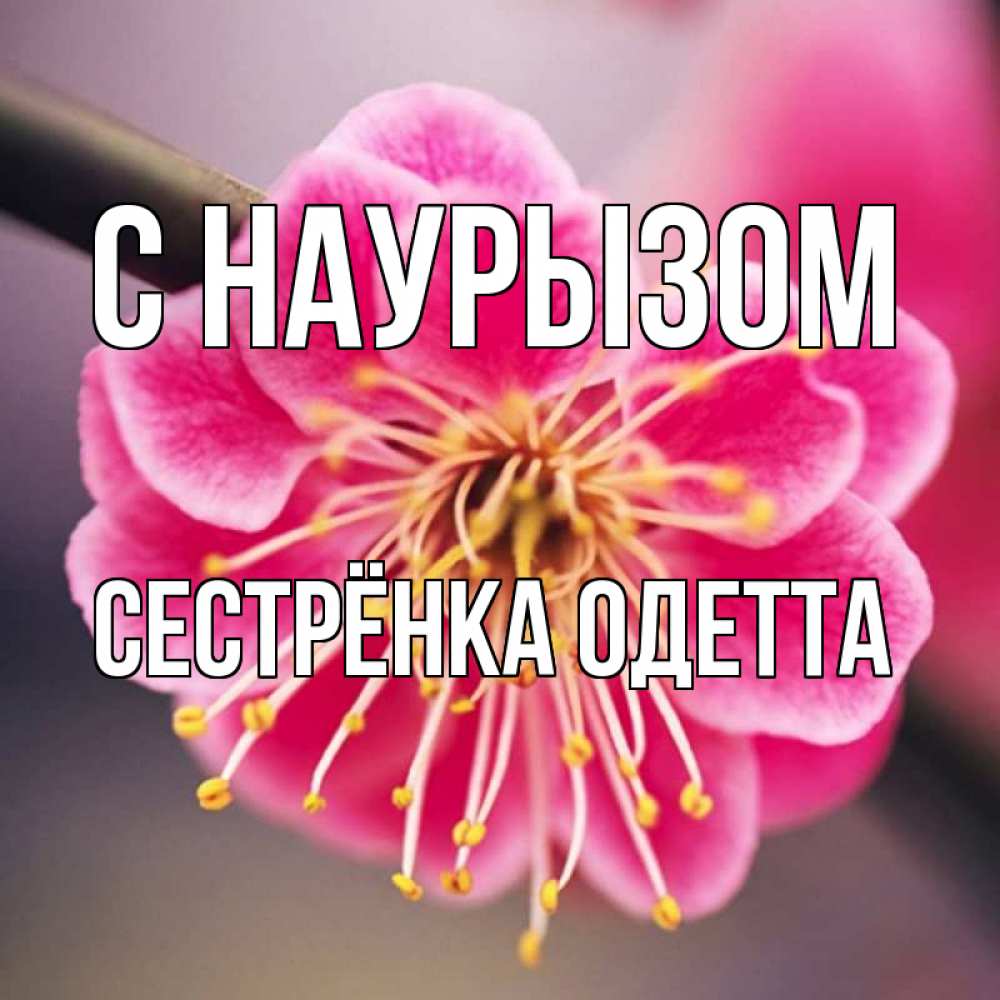 Открытка на каждый день с именем, Сестрёнка-Одетта С наурызом цветы Прикольная открытка с пожеланием онлайн скачать бесплатно 