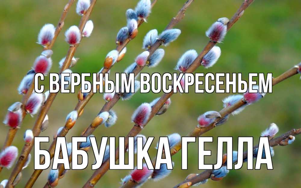 Открытка на каждый день с именем, Бабушка-Гелла С вербным воскресеньем верба Прикольная открытка с пожеланием онлайн скачать бесплатно 