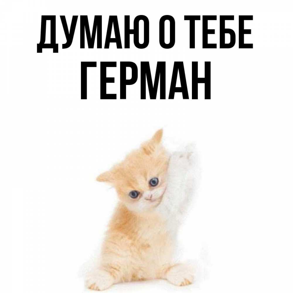 Открытка на каждый день с именем, Герман Думаю о тебе зверушки и милота Прикольная открытка с пожеланием онлайн скачать бесплатно 