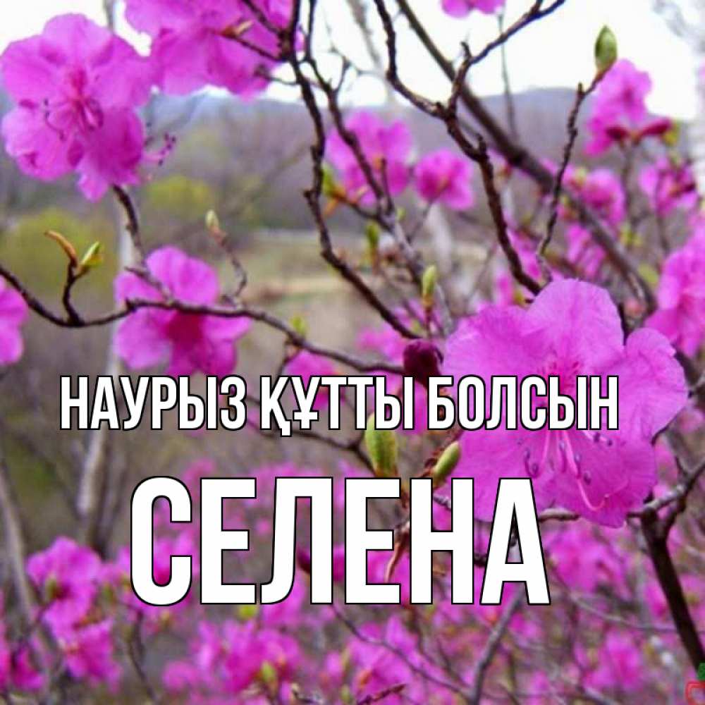 Открытка на каждый день с именем, Селена Наурыз құтты болсын наурыз мейрамы кутты болсын Прикольная открытка с пожеланием онлайн скачать бесплатно 